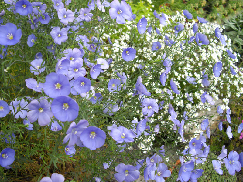 Linum perenne photo